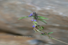 Rungia pectinata